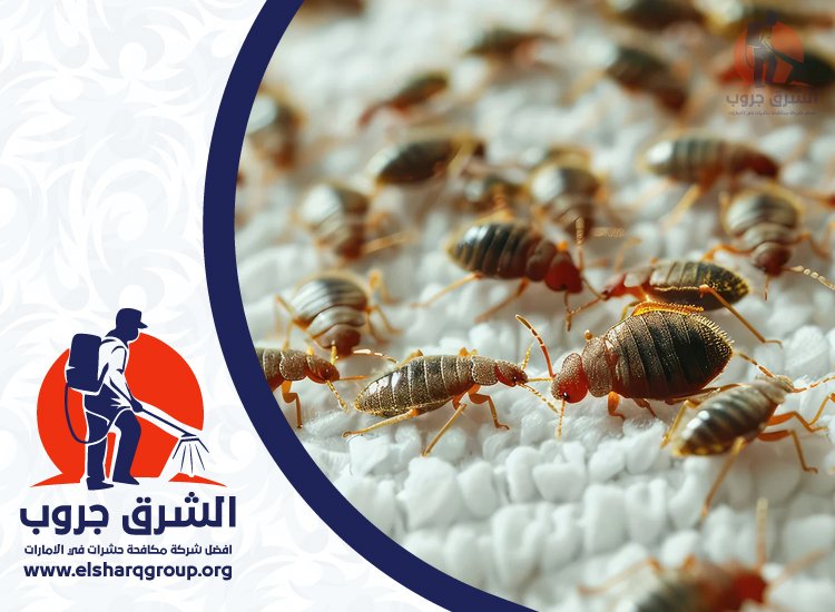 شركة مكافحة حشرات في دبي