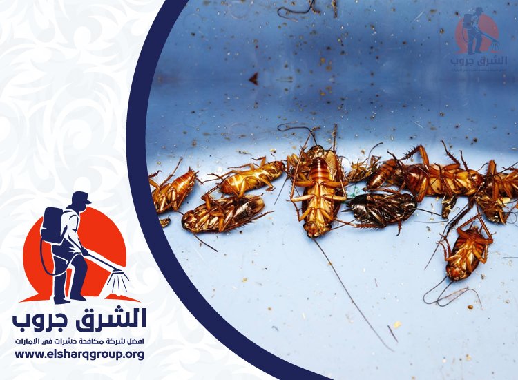 شركة مكافحة صراصير في الرقة