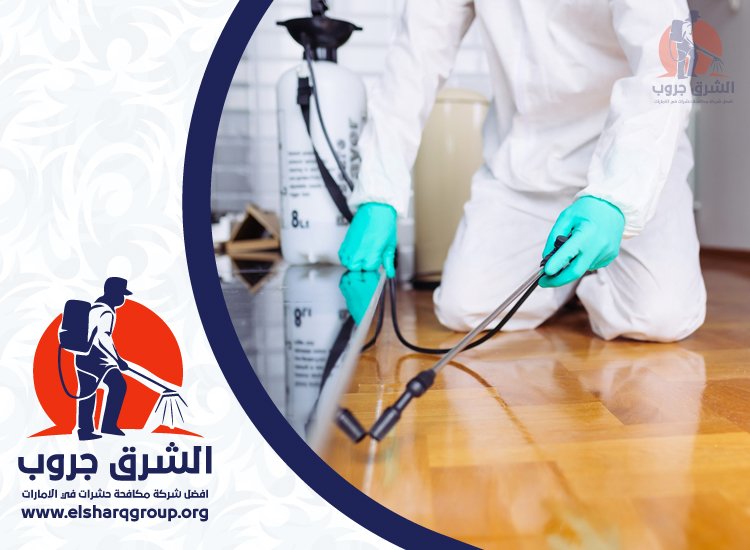 شركة مكافحة حشرات في الجميرا