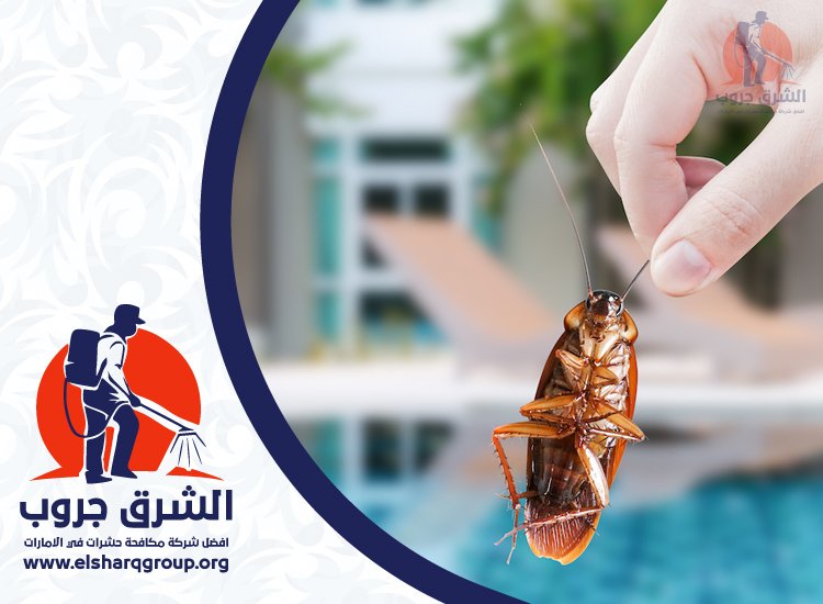 مكافحة صراصير