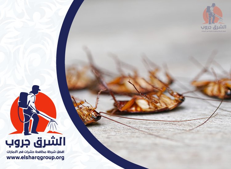 مكافحة صراصير