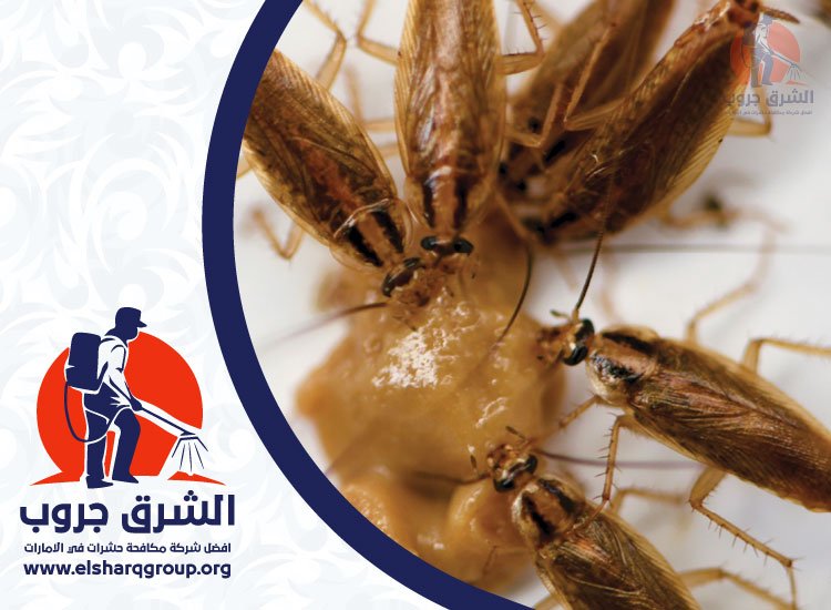 شركة مكافحة صراصير في الناصرية