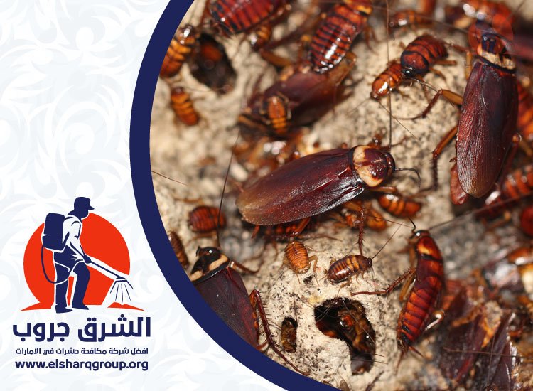 شركة مكافحة الصراصير في دبي