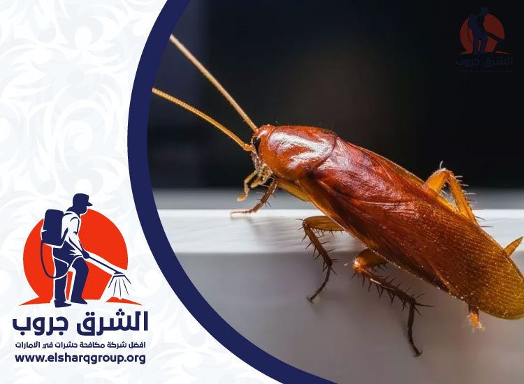 شركة مكافحة صراصير في العين