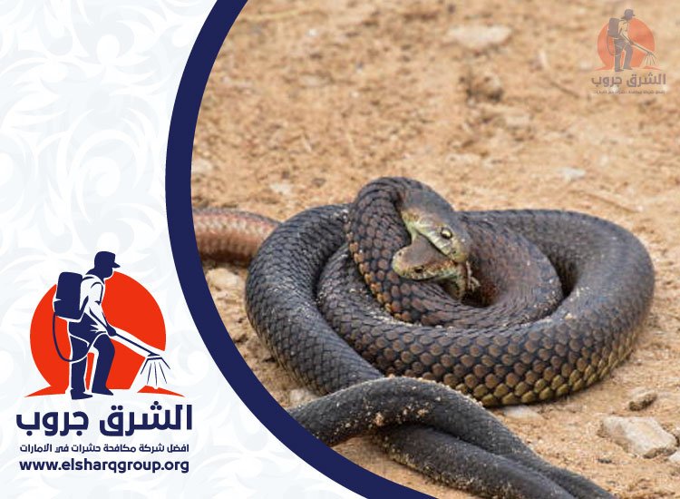 شركة مكافحة الثعابين في دبي