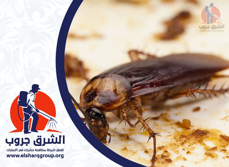 شركة مكافحة صراصير في المريجة