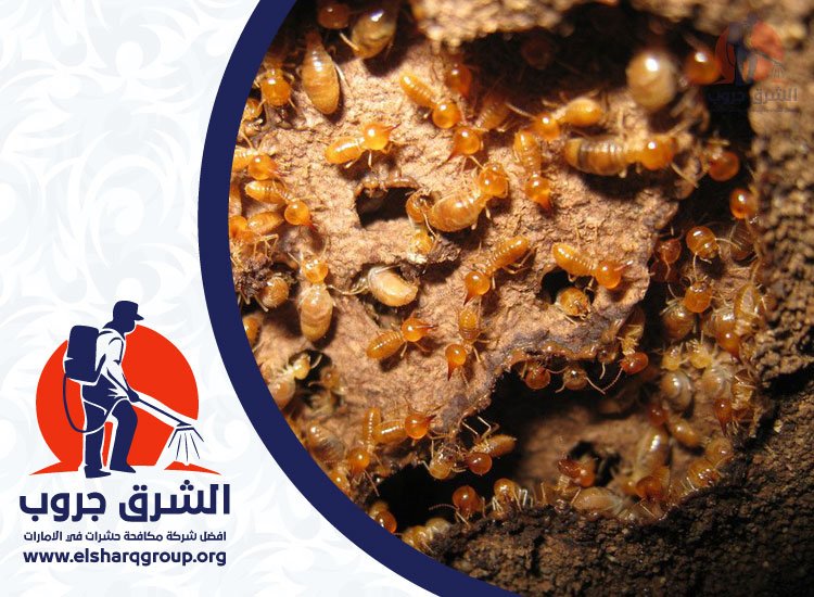 شركة مكافحة الرمة