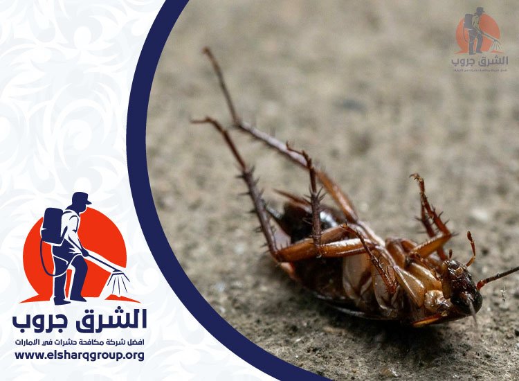 مكافحة صراصير