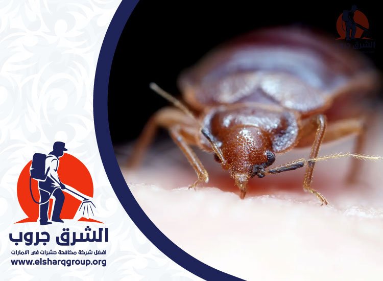 شركة مكافحة حشرات