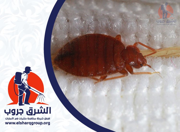 شركة مكافحة بق الفراش في الشارقة
