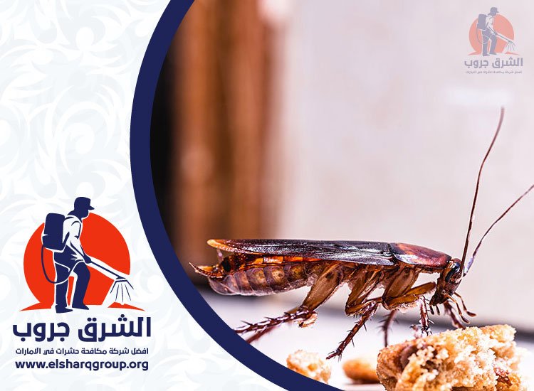 شركة مكافحة صراصير في المريجة