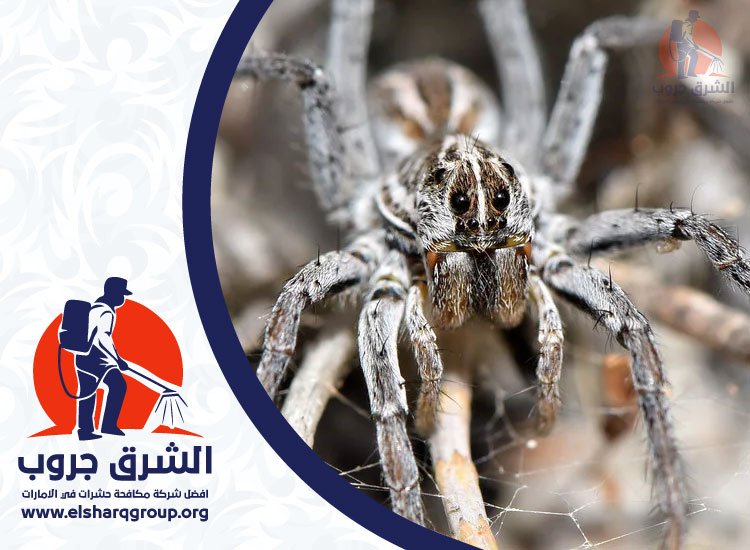 شركة مكافحة العناكب في الشارقة
