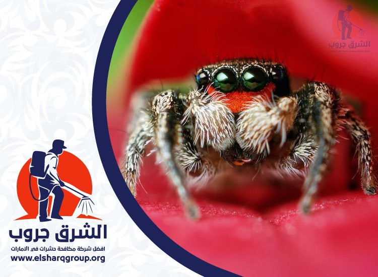 شركة مكافحة العناكب في دبي