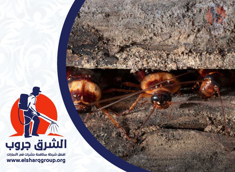 شركة مكافحة الصراصير في دبي