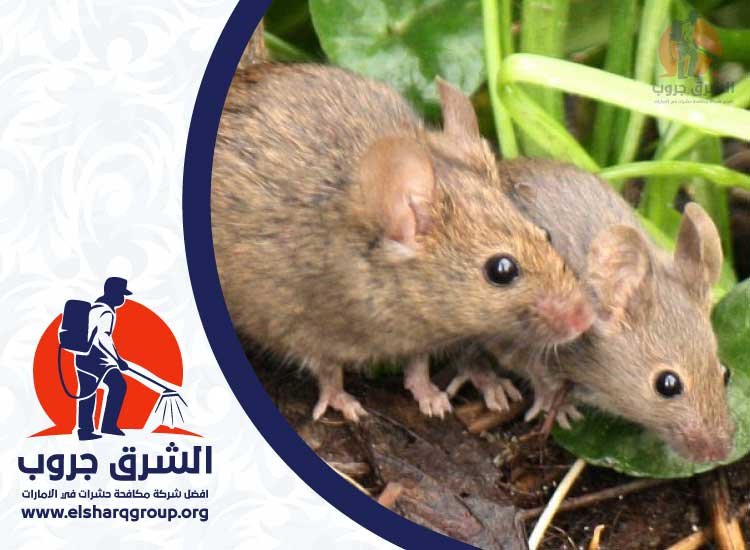 شركة مكافحة الفئران في راس الخيمة