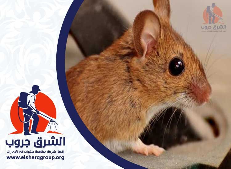 شركة مكافحة الفئران في راس الخيمة