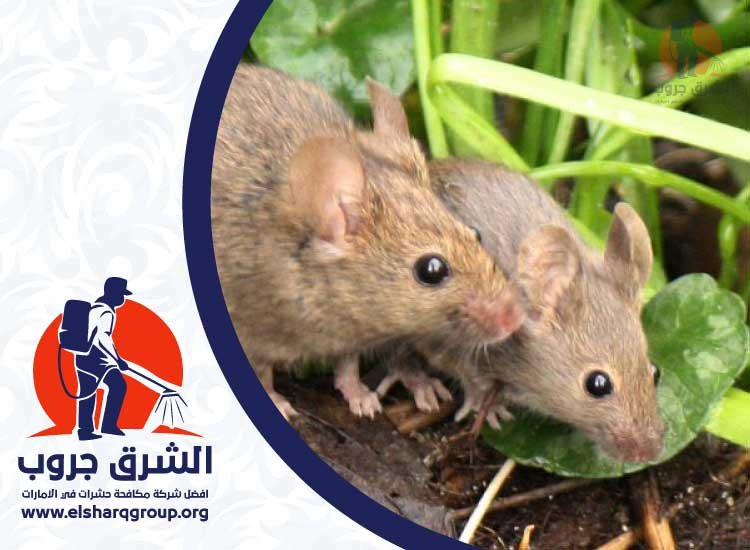 شركة مكافحة الفئران في راس الخيمة