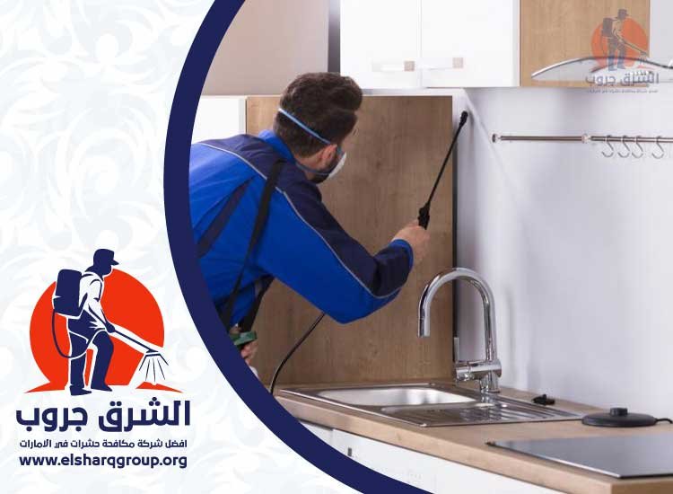 شركة مكافحة الفئران في عجمان