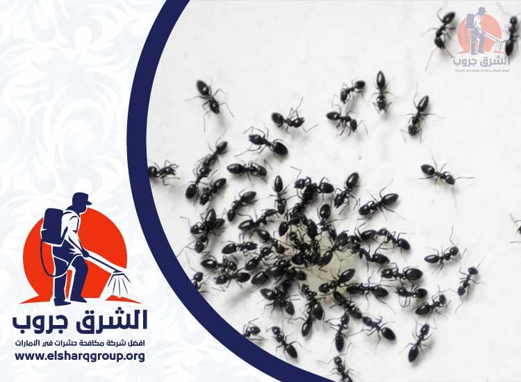 شركة مكافحة النمل في راس الخيمة