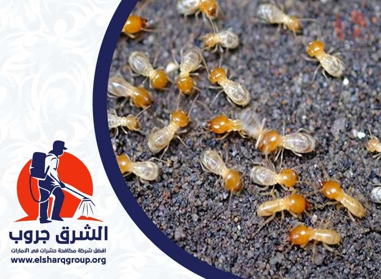 شركة مكافحة النمل في عجمان