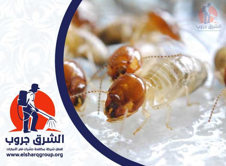 شركة مكافحة النمل في عجمان