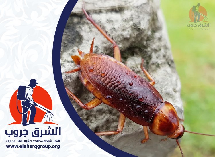 شركة مكافحة الصراصير في ابوظبي