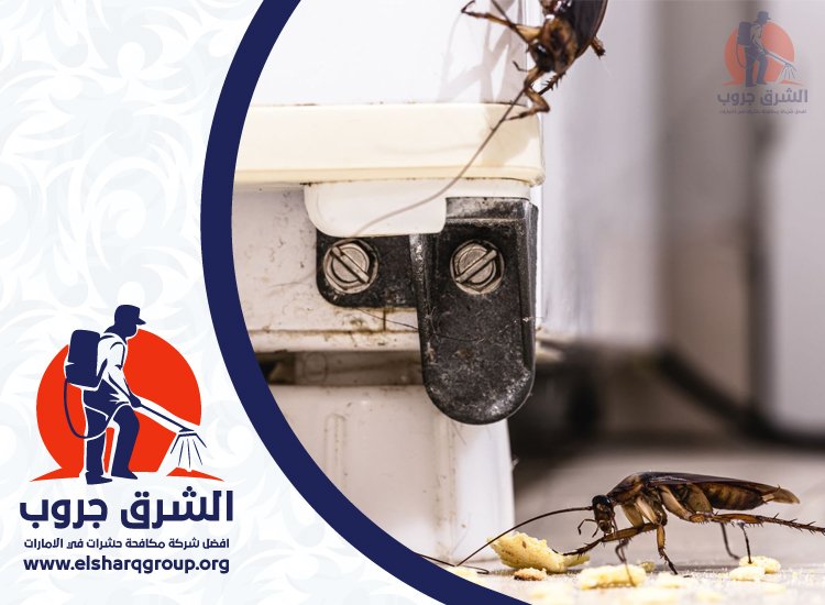 شركة مكافحة الصراصير في المنخول 5 شركة مكافحة الصراصير في المنخول