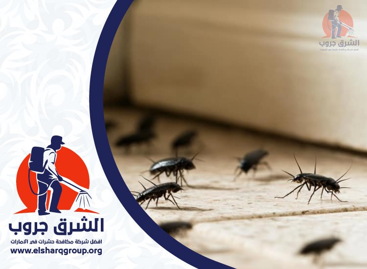  شركة مكافحة الصراصير في العين
