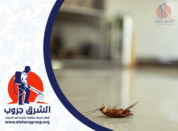 شركة مكافحة الصراصير في المنخول 3  شركة مكافحة الصراصير في المنخول