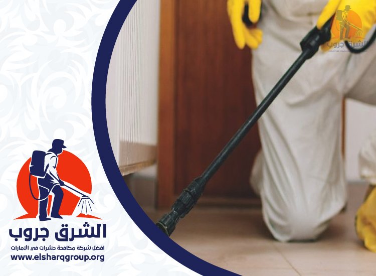 شركة مكافحة الصراصير في دبي 4 شركة مكافحة الصراصير في دبي