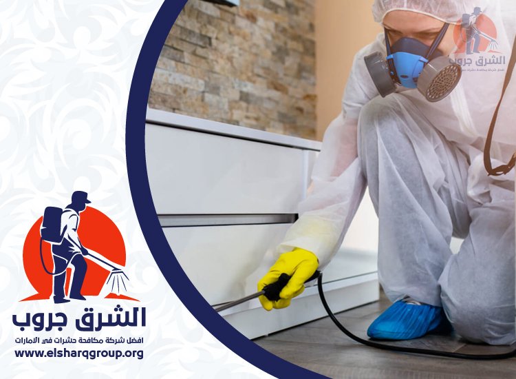 شركة مكافحة الصراصير في دبي 3 شركة مكافحة الصراصير في دبي