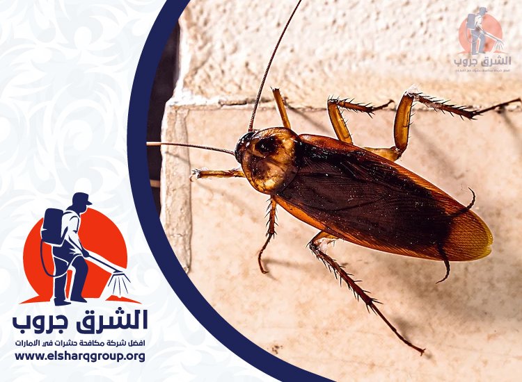 شركة مكافحة الصراصير في أم سقيم 4  شركة مكافحة الصراصير في أم سقيم