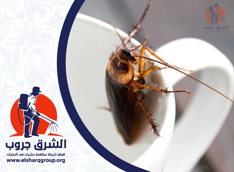 شركة مكافحة الصراصير في السيوح