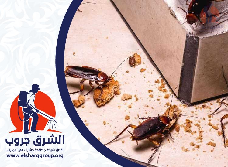 شركة مكافحة الصراصير في الزيد