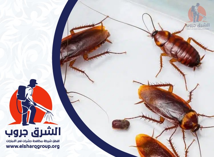 شركة مكافحة الصراصير في السيوح