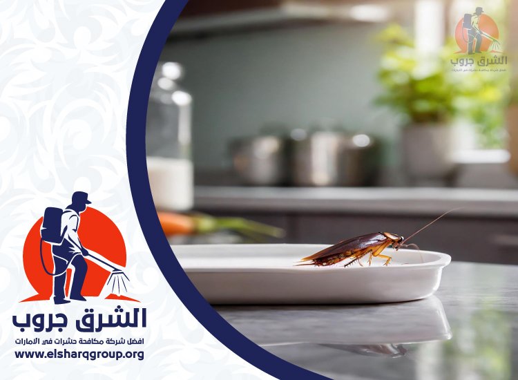 شركة مكافحة الصراصير في الراشدية 2 شركة مكافحة الصراصير في الراشدية