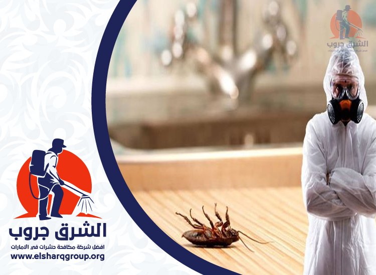 شركة مكافحة الصراصير في الصفا 2 شركة مكافحة الصراصير في الصفا