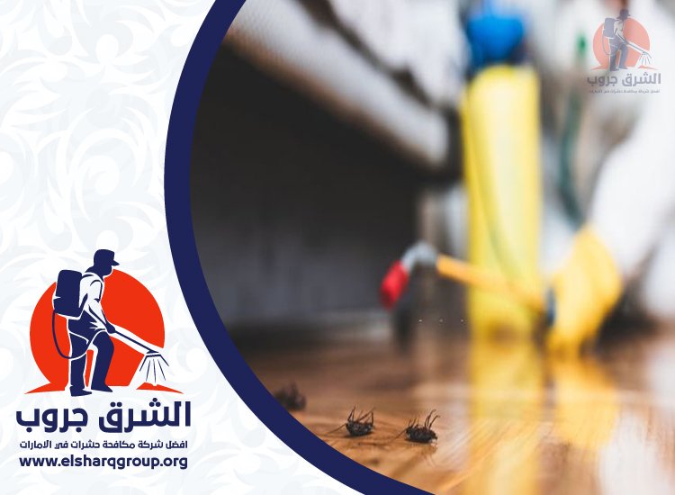 شركة مكافحة الصراصير في الصفوح 2 شركة مكافحة الصراصير في الصفوح