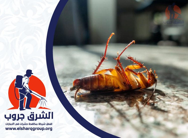 شركة مكافحة الصراصير في بالميرا 