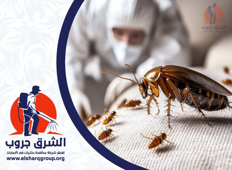 شركة مكافحة الصراصير في الكرامة