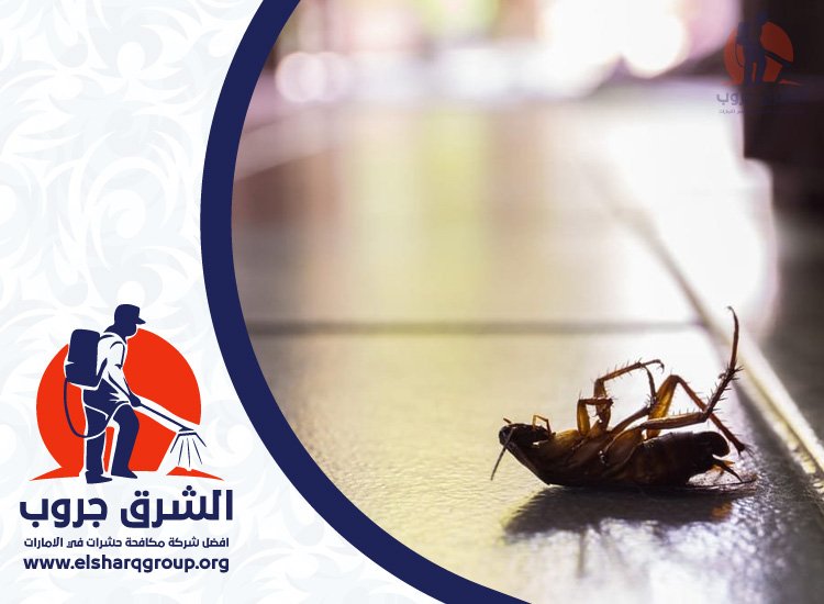 شركة مكافحة الصراصير في بالميرا