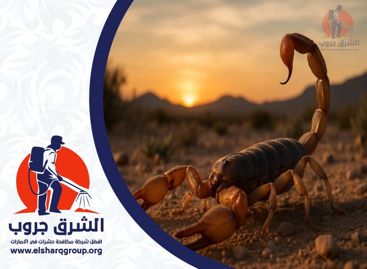 شركة مكافحة العقارب في راس الخيمة 9 شركة مكافحة العقارب في راس الخيمة