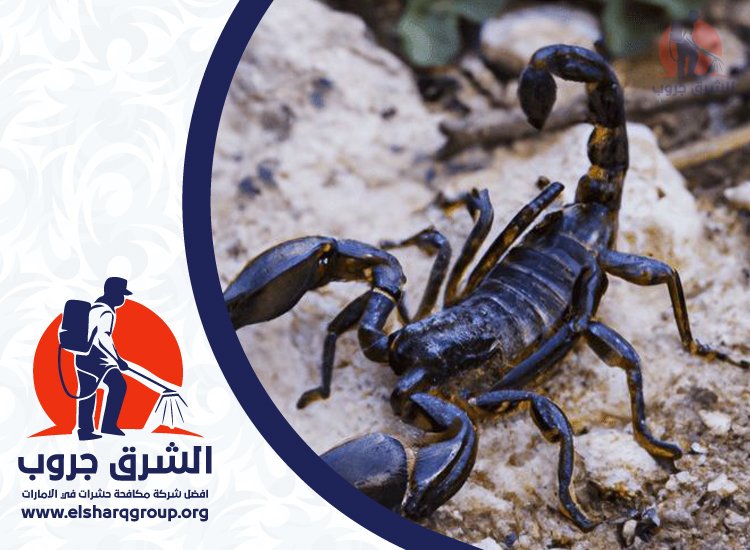 شركة مكافحة العقارب في العين 4 شركة مكافحة العقارب في العين