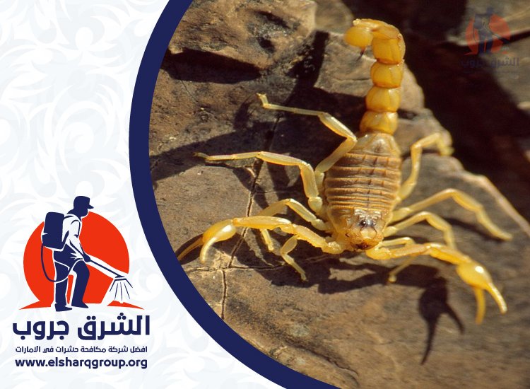 شركة مكافحة العقارب في العين 3 شركة مكافحة العقارب في العين