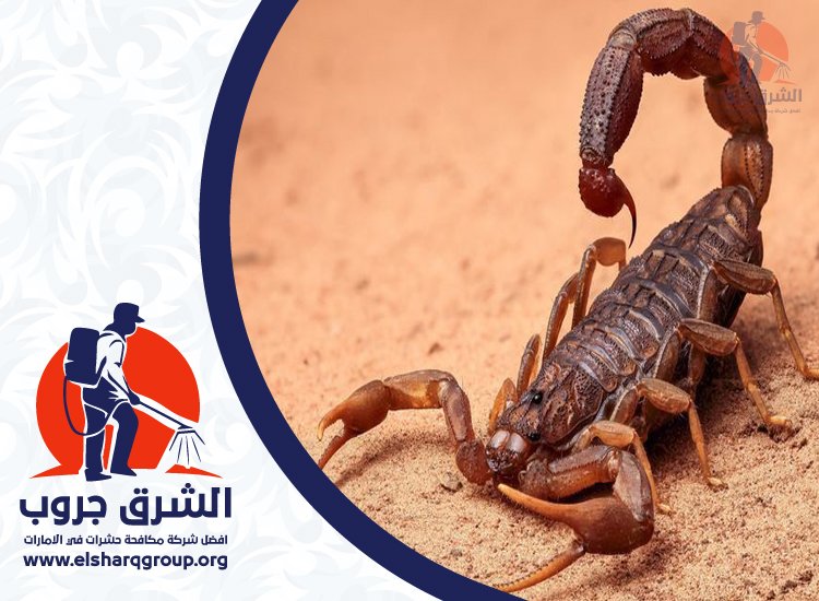 شركة مكافحة العقارب في ابوظبي