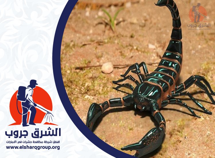 شركة مكافحة العقارب في عجمان 5 شركة مكافحة العقارب في عجمان