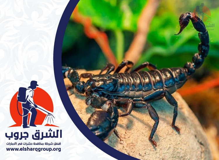 شركة مكافحة العقارب في عجمان 3 شركة مكافحة العقارب في عجمان