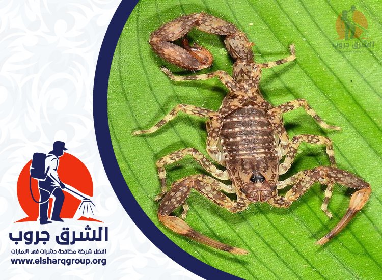 شركة مكافحة العقارب في الشارقة 5 شركة مكافحة العقارب في الشارقة