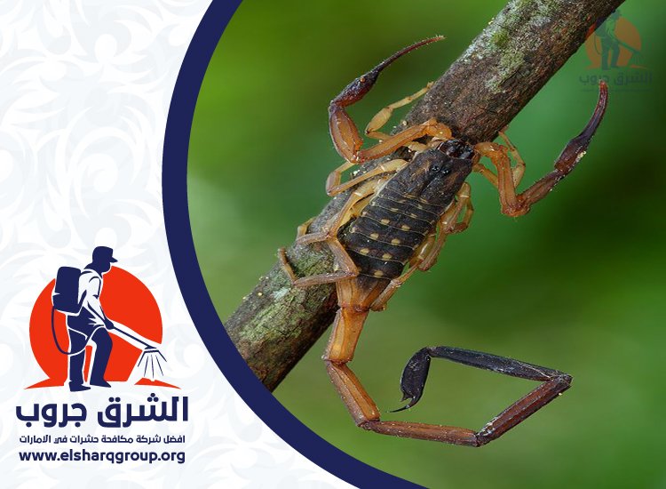 شركة مكافحة العقارب في الشارقة 4 شركة مكافحة العقارب في الشارقة