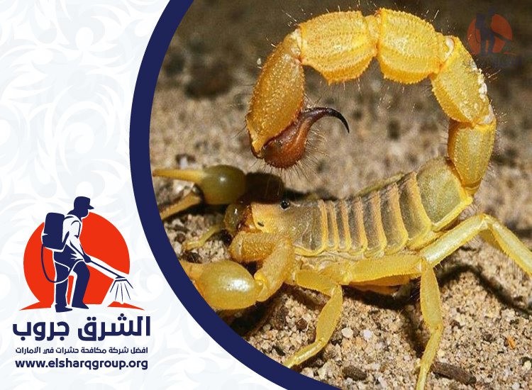 شركة مكافحة العقارب في الشارقة 9 شركة مكافحة العقارب في الشارقة